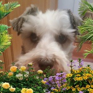 Meet your Posher, Cheryl